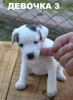 Zdjęcie №3. Szczeniaki Parson Russell Terrier na sprzedaż. Ukraina