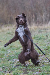 Zdjęcie №4. Sprzedam pies nierasowy w Москва. prywatne ogłoszenie - cena - Bezpłatny