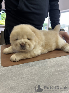 Zdjęcie №3. Schöne, kräftige, bei KC registrierte Welpen. Niemcy