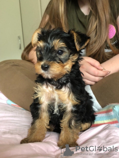 Zdjęcie №3. Szczeniak Yorkshire Terrier Filiżanka do bezpłatnej adopcji. Niemcy