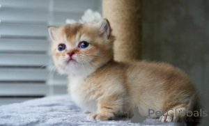 Zdjęcie №2 do zapowiedźy № 161176 na sprzedaż  munchkin - wkupić się Niemcy hodowca