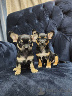 Zdjęcie №1. chihuahua (rasa psów) - na sprzedaż w Dusseldorf | Bezpłatny | Zapowiedź №161279