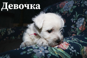 Zdjęcie №2 do zapowiedźy № 5688 na sprzedaż  west highland white terrier - wkupić się Ukraina prywatne ogłoszenie