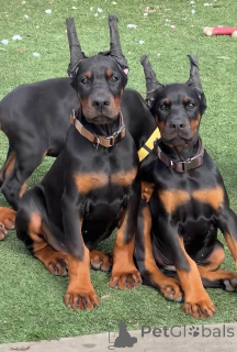 Zdjęcie №1. doberman - na sprzedaż w Aarhus | 3588zł | Zapowiedź №173503