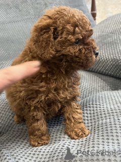 Zdjęcie №4. Sprzedam pudel (zabawka) w Kijów. prywatne ogłoszenie, od żłobka, hodowca - cena - 8610zł