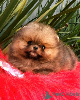 Zdjęcie №3. Teacup Pomeranian Welpen Zur Adoption. Niemcy