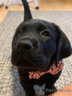 Zdjęcie №1. labrador retriever - na sprzedaż w Alavus | 3012zł | Zapowiedź №169104