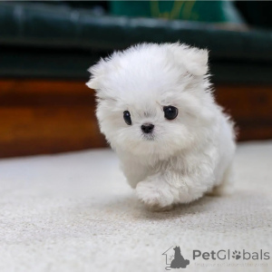 Zdjęcie №3. Szczenięte maltańczyków miniaturowych do adopcji.. Polska