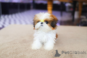 Zdjęcie №1. shih tzu - na sprzedaż w Huntington Beach | negocjowane | Zapowiedź №154917