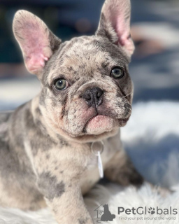 Zdjęcie №3. Süße francösische Bulldogge Welpen. Niemcy