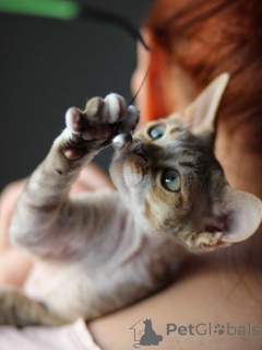 Zdjęcie №3. Sprytne kocięta Devon Rex Inteligentni towarzysze zabaw dla zaangażowanych. Niemcy
