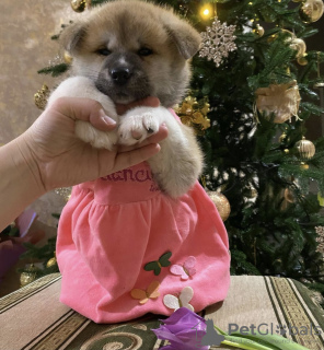 Zdjęcie №2 do zapowiedźy № 8714 na sprzedaż  akita (rasa psa) - wkupić się Federacja Rosyjska hodowca