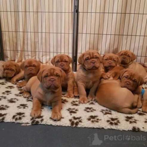 Zdjęcie №1. dog z bordeaux - na sprzedaż w Alaska | 2317zł | Zapowiedź №174504
