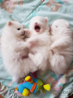 Zdjęcie №1. szpic miniaturowy - na sprzedaż w Gatlinburg | 2541zł | Zapowiedź №133829