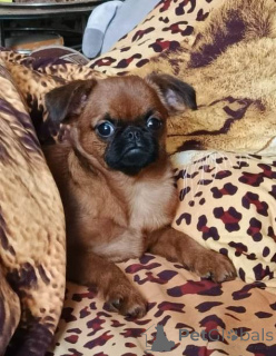 Zdjęcie №2 do zapowiedźy № 165024 na sprzedaż  brabantczyk - wkupić się Federacja Rosyjska prywatne ogłoszenie