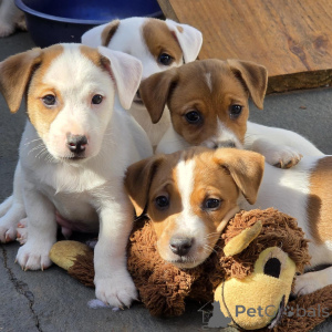 Zdjęcie №2 do zapowiedźy № 172825 na sprzedaż  jack russell terrier - wkupić się Republika Czeska hodowca