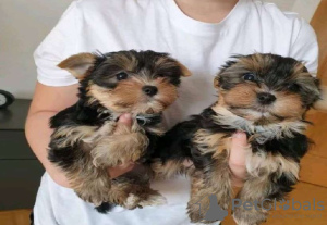 Zdjęcie №1. yorkshire terrier - na sprzedaż w Monachium | negocjowane | Zapowiedź №32239