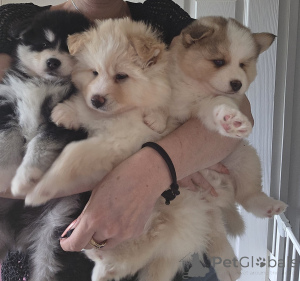 Zdjęcie №3. Taivaallisia Pomskyn pentuja. Finlandia