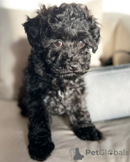 Zdjęcie №2 do zapowiedźy № 142826 na sprzedaż  pudel (royal), pudel (zabawka) - wkupić się Niemcy prywatne ogłoszenie