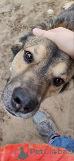 Zdjęcie №4. Sprzedam pies nierasowy w Москва.  - cena - Bezpłatny