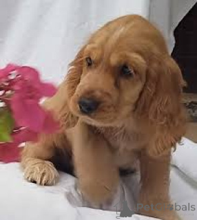 Zdjęcie №1. cocker spaniel angielski - na sprzedaż w Antwerpia | 3348zł | Zapowiedź №166314