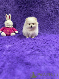 Zdjęcie №2 do zapowiedźy № 91907 na sprzedaż  szpic miniaturowy - wkupić się Belgia prywatne ogłoszenie