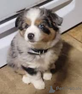 Zdjęcie №3. Adorables sprzedają Berger Australien à vendre. Francja