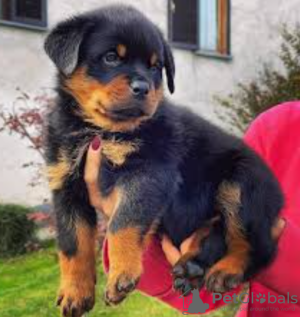 Zdjęcie №1. rottweiler - na sprzedaż w Stockholm | negocjowane | Zapowiedź №113165