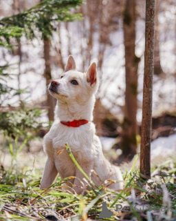 Zdjęcie №4. Sprzedam pies nierasowy w Moskova. prywatne ogłoszenie - cena - Bezpłatny