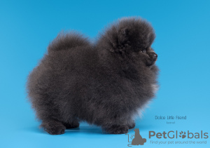 Zdjęcie №4. Sprzedam szpic miniaturowy w Niżny Nowogród. od żłobka - cena - negocjowane