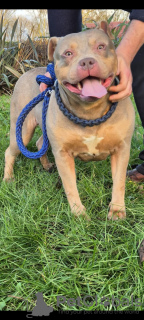 Zdjęcie №4. Sprzedam american bully w Lisbon. prywatne ogłoszenie - cena - 5903zł