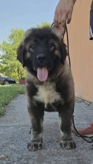 Zdjęcie №2 do zapowiedźy № 171066 na sprzedaż  otterhound - wkupić się Serbia 