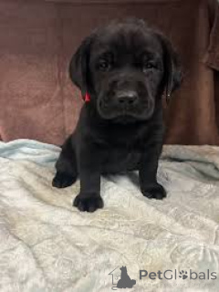 Zdjęcie №3. Labrador retriever Welpen zu verkaufen. Austria