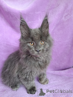 Dodatkowe zdjęcia: Elegancki kotek chłopiec