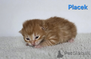 Zdjęcie №1. kurelski bobtail - na sprzedaż w Trąbki Małe | negocjowane | Zapowiedź № 159006