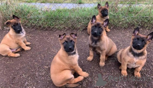 Zdjęcie №1. malinois - na sprzedaż w Brema | negocjowane | Zapowiedź №175321