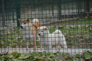 Dodatkowe zdjęcia: Szczenięta Shiba Inu