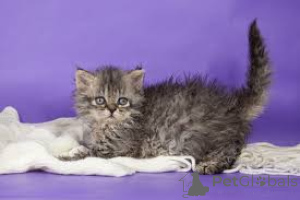 Zdjęcie №2 do zapowiedźy № 171571 na sprzedaż  selkirk rex krótkowłosy - wkupić się Finlandia prywatne ogłoszenie, hodowca
