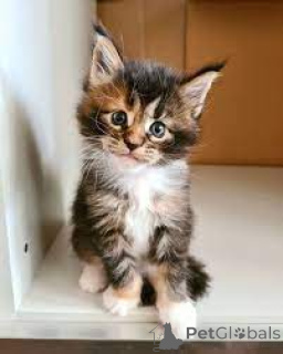 Zdjęcie №3. Maine Coon Kittens. Niemcy