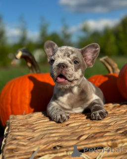 Zdjęcie №2 do zapowiedźy № 150640 na sprzedaż  buldog francuski - wkupić się Niemcy ze schronu, hodowca