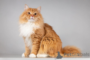 Zdjęcie №4. Sprzedam  w Khimki. ze schronu - cena - Bezpłatny