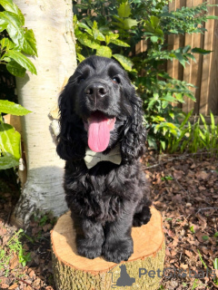 Zdjęcie №1. cocker spaniel angielski - na sprzedaż w Lipsk | negocjowane | Zapowiedź №177026