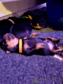 Zdjęcie №1. rottweiler - na sprzedaż w Blvelvel | negocjowane | Zapowiedź №176165