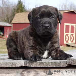 Zdjęcie №1. american mastiff - na sprzedaż w Los Angeles | negocjowane | Zapowiedź №105971