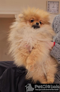 Zdjęcie №4. Sprzedam szpic miniaturowy w Belgrad. hodowca - cena - negocjowane