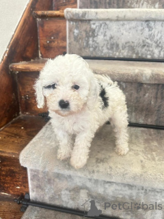 Zdjęcie №3. Oszałamiające Cavapoos szukające domu na zawsze. Niemcy