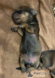 Zdjęcie №4. Sprzedam jamnik w Barcelona. hodowca - cena - 1913zł