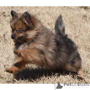 Zdjęcie №1. szpic miniaturowy - na sprzedaż w Berlin | 2392zł | Zapowiedź №136001