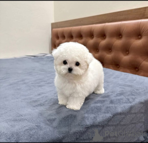 Zdjęcie №2 do zapowiedźy № 163015 na sprzedaż  maltańczyk - wkupić się Polska hodowca