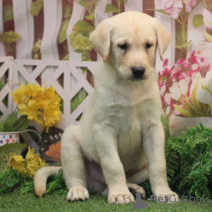 Zdjęcie №1. labrador retriever - na sprzedaż w Berlin | 2870zł | Zapowiedź №176364